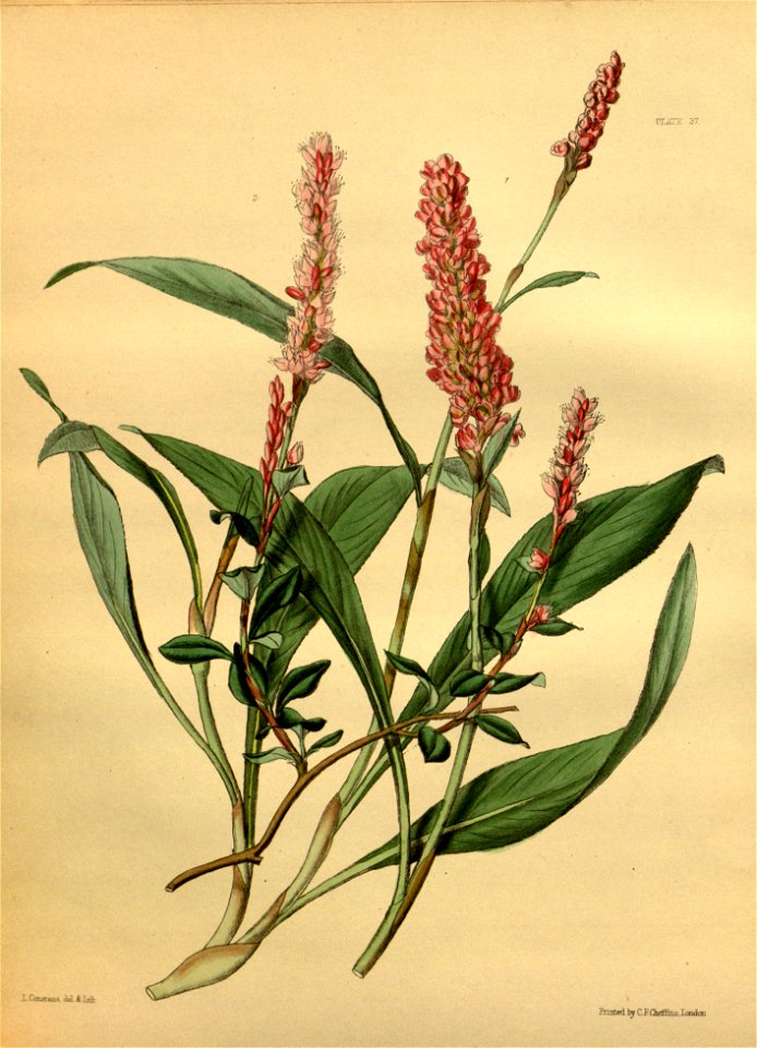 Bistorta affinis Paxton 037