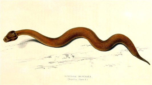 Bitis inornata 2