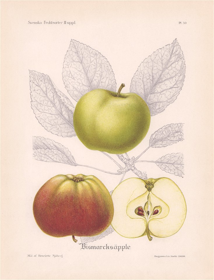 Bismarcksäpple