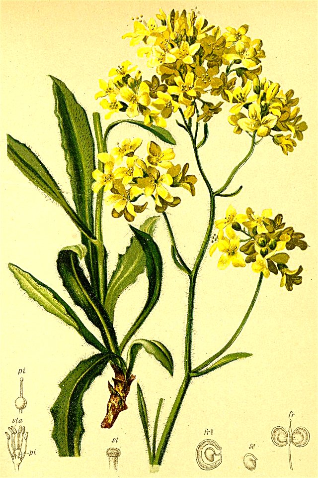 Biscutella laevigata Atlas Alpenflora