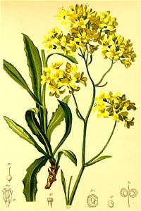 Biscutella laevigata Atlas Alpenflora