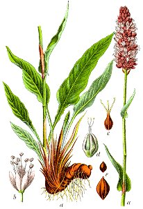Bistorta officinalis Sturm61