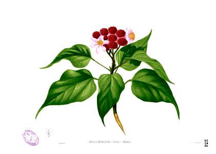 Bixa orellana Blanco1.231
