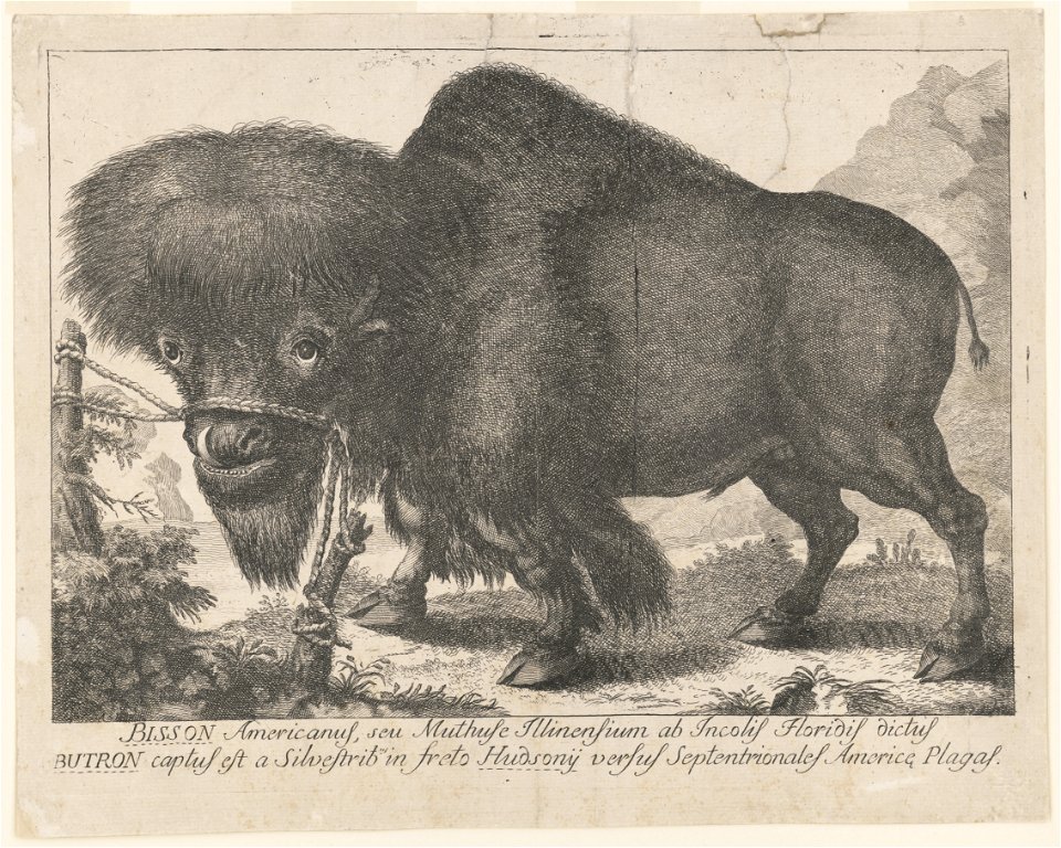 Bisson Americanus, seu muthuse illinensium ab incolis Floridis dictus butron captus est a silveftribus in freto hudsony versus septentrionales americe plagas LCCN2003691161