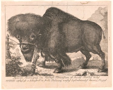 Bisson Americanus, seu muthuse illinensium ab incolis Floridis dictus butron captus est a silveftribus in freto hudsony versus septentrionales americe plagas LCCN2003691161