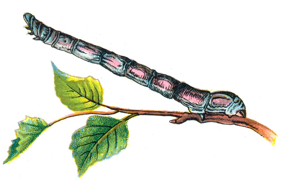 Biston betularia chenille par Nemos