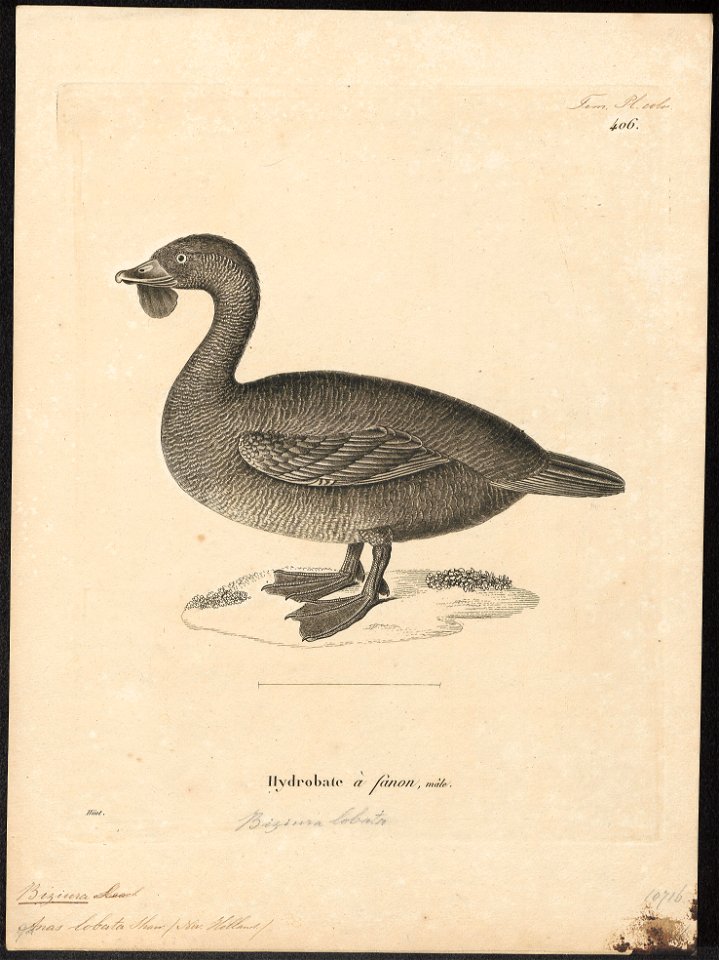 Biziura lobata - 1700-1880 - Print - Iconographia Zoologica - Special Collections University of Amsterdam - UBA01 IZ17700159