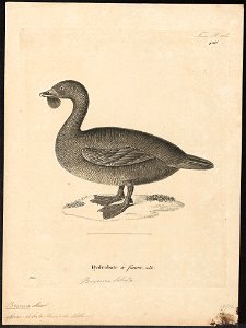 Biziura lobata - 1700-1880 - Print - Iconographia Zoologica - Special Collections University of Amsterdam - UBA01 IZ17700159