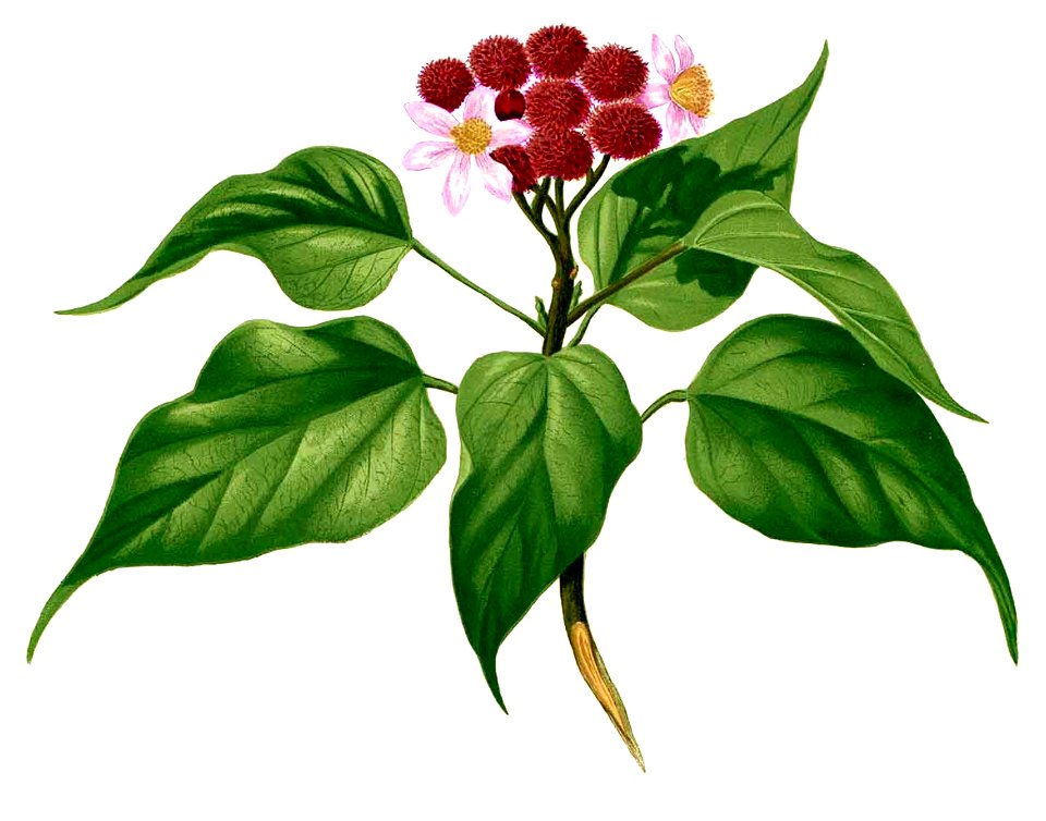 Bixa orellana Blanco1.231-cropped