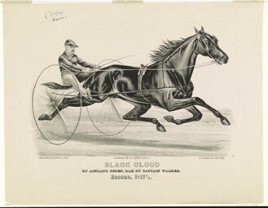 Black cloud by Ashland Chief, dam by Captain Walker - record, 2-171-4 LCCN90711924