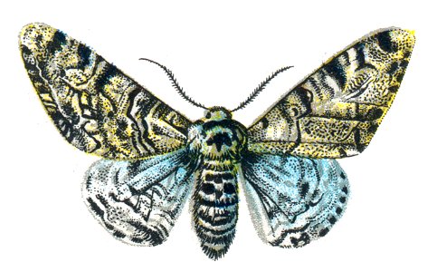 Biston betularia by Nemos