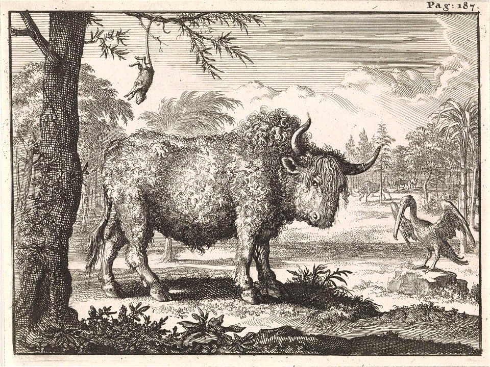 Bizon, opposum en een pelikaan in een exotisch landschap