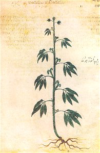 C.J.A. Agrimonia