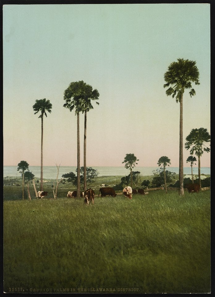 Cabbage palms in the Illawarra District LCCN2017657727