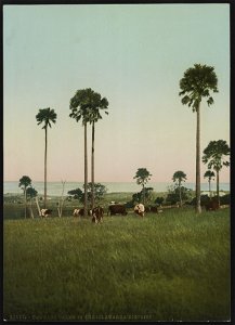 Cabbage palms in the Illawarra District LCCN2017657727