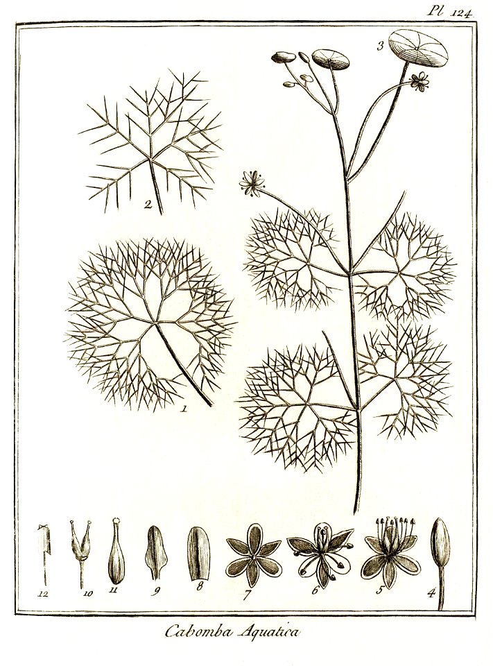 Cabomba aquatica Aublet 1775 pl 124