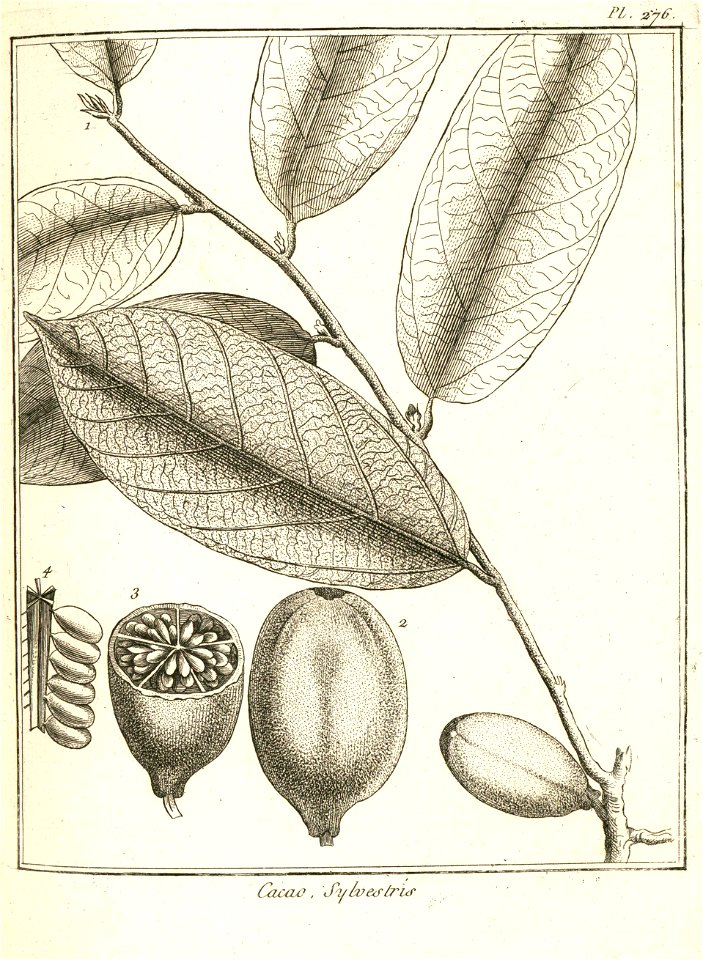 Cacao sylvestris Aublet 1775 pl 276