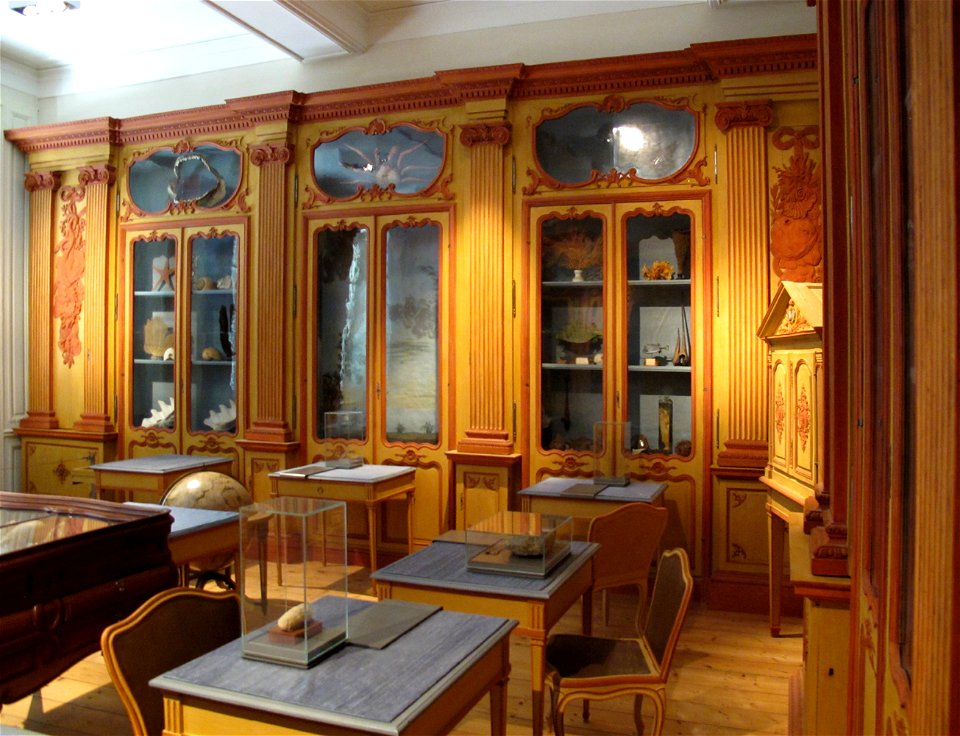 Cabinet Lafaille. Muséum de La Rochelle