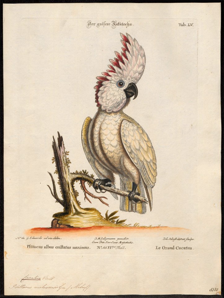 Cacatua molluccensis - 1700-1880 - Print - Iconographia Zoologica - Special Collections University of Amsterdam - UBA01 IZ18600003