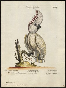 Cacatua molluccensis - 1700-1880 - Print - Iconographia Zoologica - Special Collections University of Amsterdam - UBA01 IZ18600003