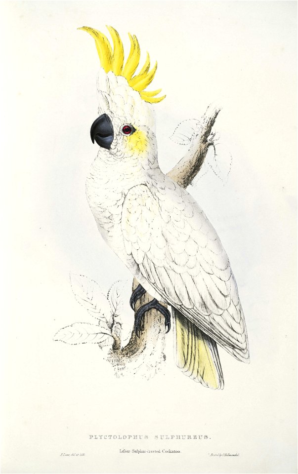 Cacatua sulphurea -Plyctolophus sulphureus Lesser Sulphur-crested Cockatoo -by Edward Lear 1812-1888