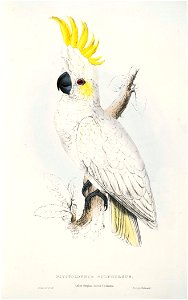 Cacatua sulphurea -Plyctolophus sulphureus Lesser Sulphur-crested Cockatoo -by Edward Lear 1812-1888