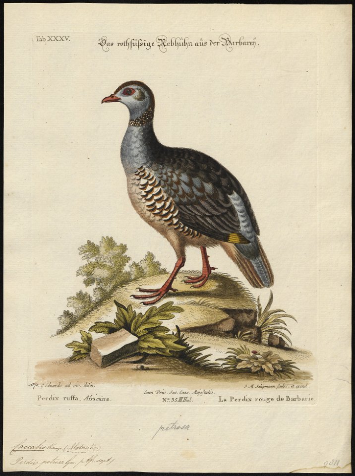 Caccabis petrosa - 1700-1880 - Print - Iconographia Zoologica - Special Collections University of Amsterdam - UBA01 IZ17100305