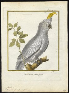 Cacatua buffoni - 1700-1880 - Print - Iconographia Zoologica - Special Collections University of Amsterdam - UBA01 IZ18600017