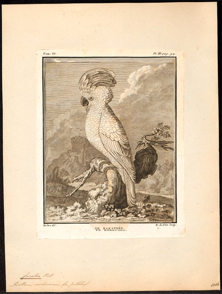 Cacatua molluccensis - 1700-1880 - Print - Iconographia Zoologica - Special Collections University of Amsterdam - UBA01 IZ18600009