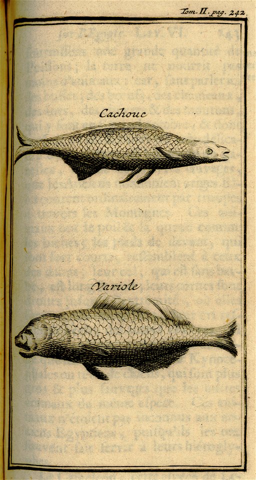 Cachouc – Variole - Lucas Paul - 1720