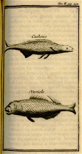 Cachouc – Variole - Lucas Paul - 1720