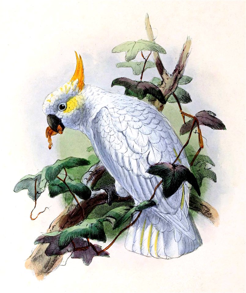 Cacatua sulphurea citrinocristata 1876