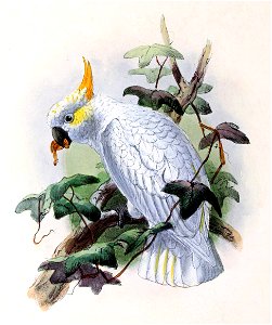 Cacatua sulphurea citrinocristata 1876