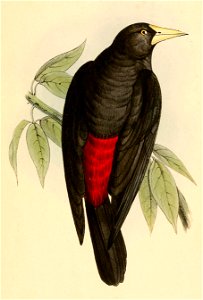 Cacicus haemorrhous affinis 1841