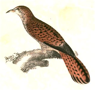 Cacomantis passerinus Hardwicke