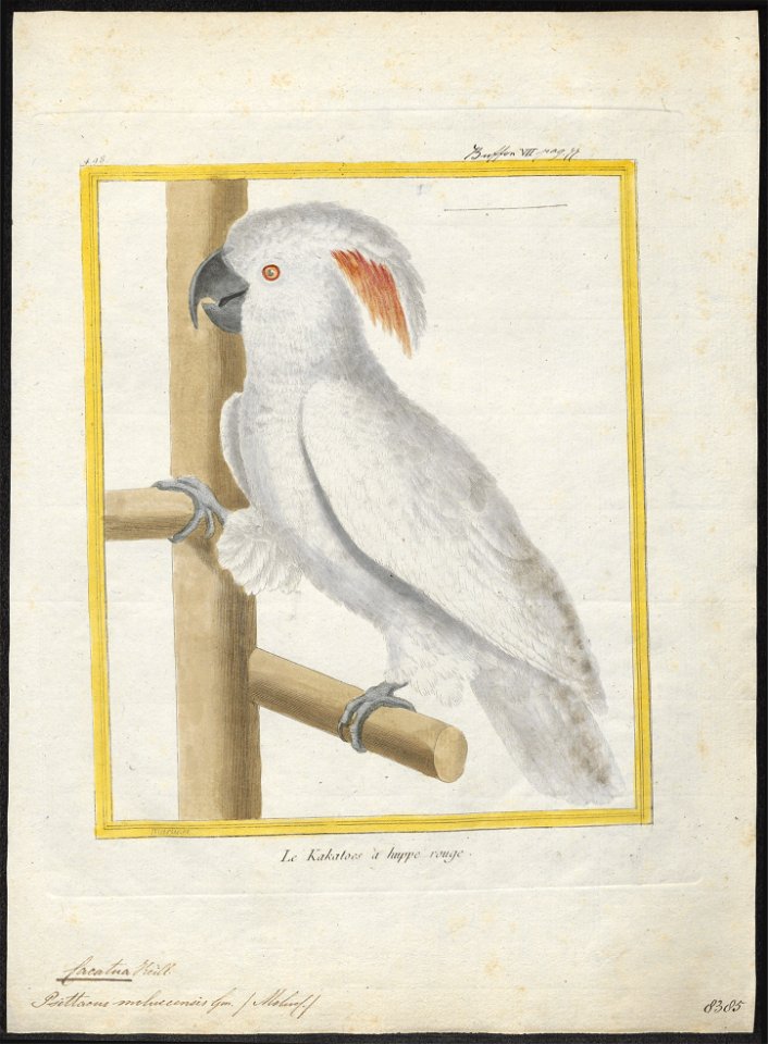 Cacatua molluccensis - 1700-1880 - Print - Iconographia Zoologica - Special Collections University of Amsterdam - UBA01 IZ18600005