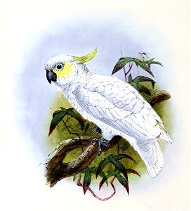 Cacatua sulphurea 1876