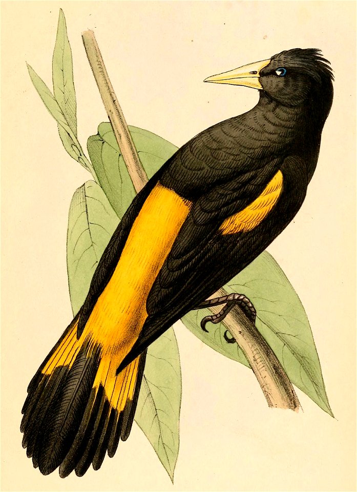 Cacicus cela 1841