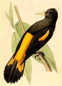 Cacicus cela 1841