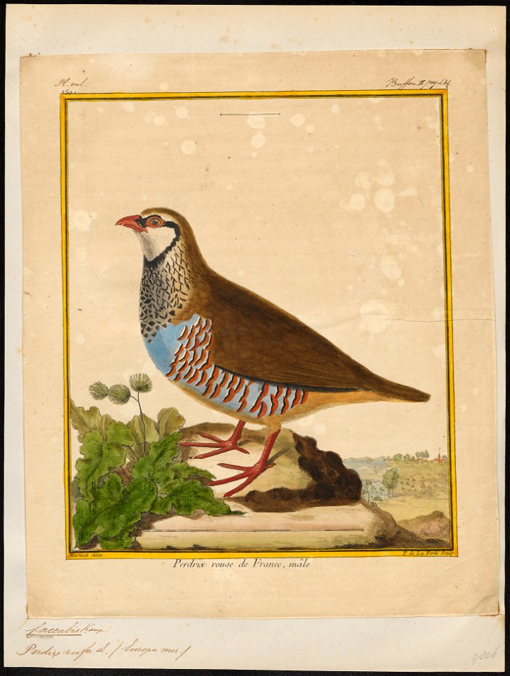 Caccabis rufa - 1700-1880 - Print - Iconographia Zoologica - Special Collections University of Amsterdam - UBA01 IZ17100291