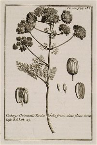 Cachrys Orientalis Ferulae folio fructu atato plano Coroll Inst Rei herb 23 - Tournefort Joseph Pitton De - 1717
