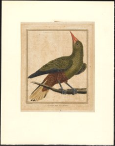 Cacicus viridis - 1796-1799 - Print - Iconographia Zoologica - Special Collections University of Amsterdam - UBA01 IZAA100187