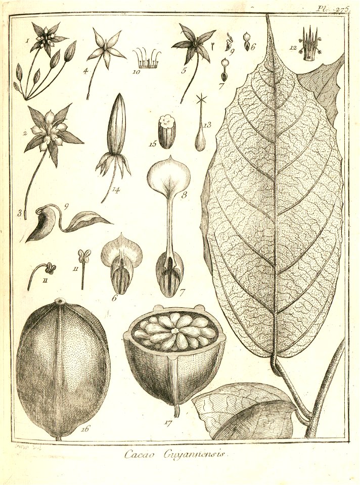 Cacao guianensis Aublet 1775 pl 275