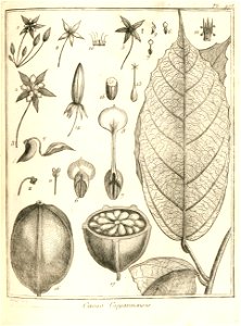 Cacao guianensis Aublet 1775 pl 275