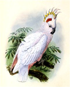 Cacatua leadbeateri 1876