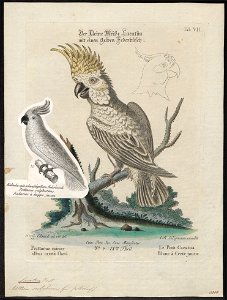 Cacatua sulphurea - 1700-1880 - Print - Iconographia Zoologica - Special Collections University of Amsterdam - UBA01 IZ18600013