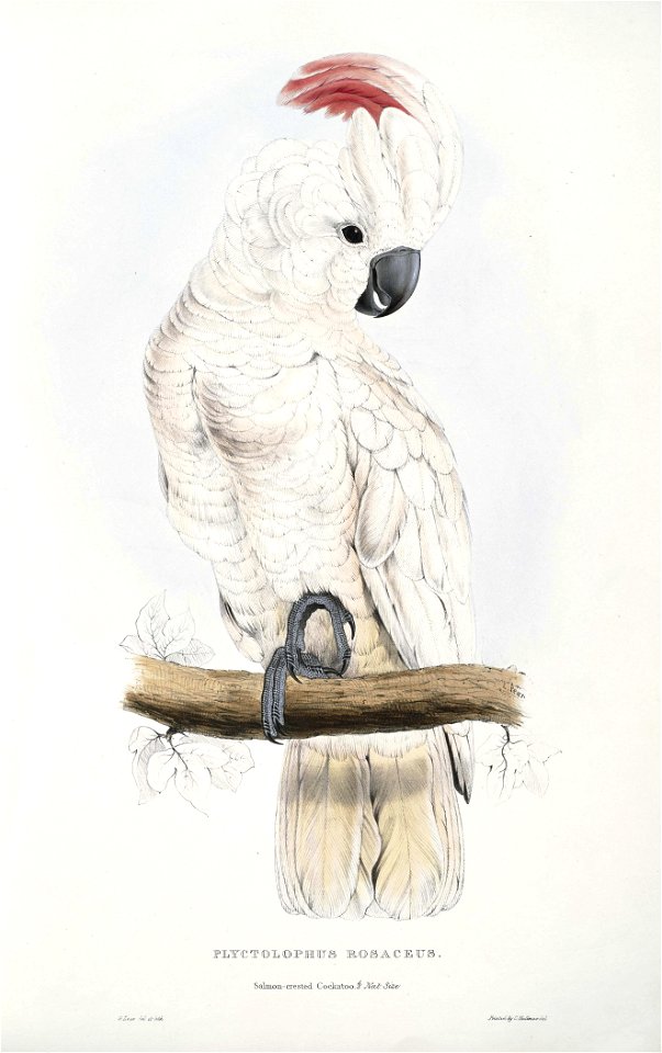 Cacatua moluccensis -Plyctolophus rosaceus Salmon-crested Cockatoo -by Edward Lear 1812-1888