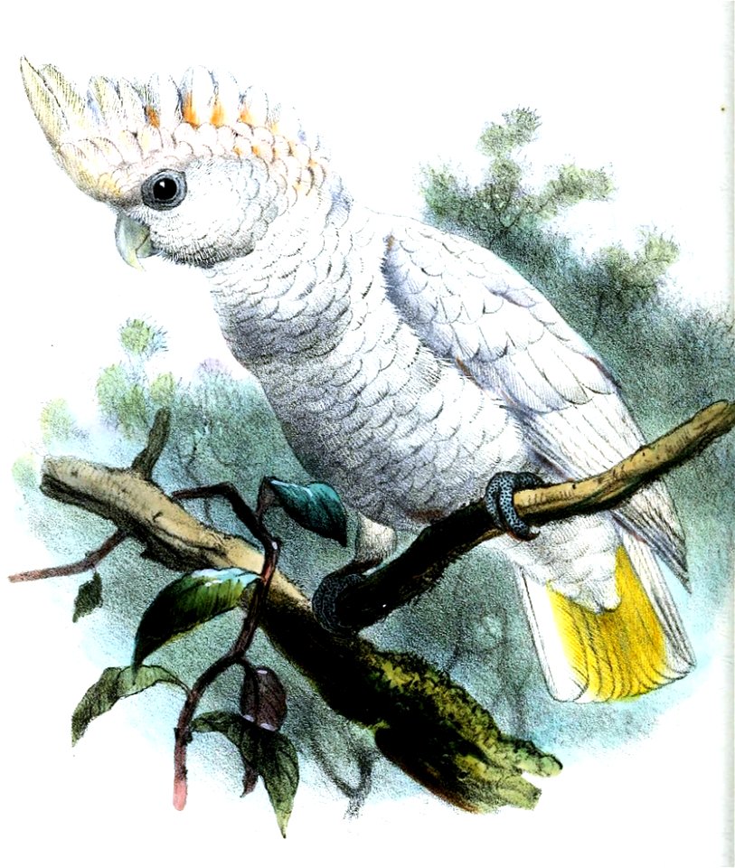 CacatuaGoffiniSmit
