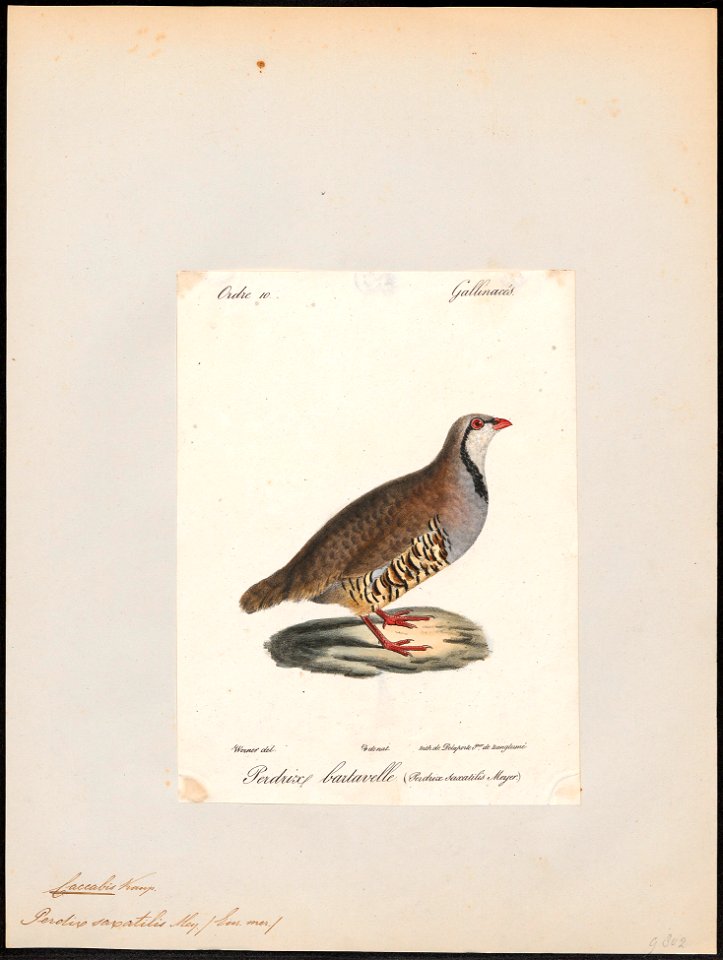 Caccabis saxatilis - 1842-1848 - Print - Iconographia Zoologica - Special Collections University of Amsterdam - UBA01 IZ17100283