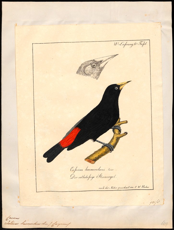 Cacicus haemorrhous - 1700-1880 - Print - Iconographia Zoologica - Special Collections University of Amsterdam - UBA01 IZ15800185